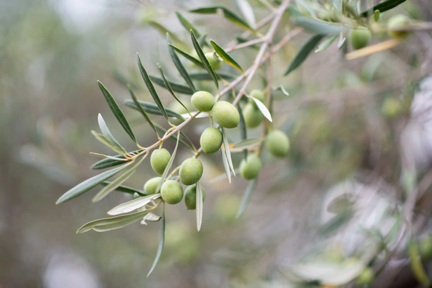 Organic Olive Leaf Vimergy Romania Pura Fons