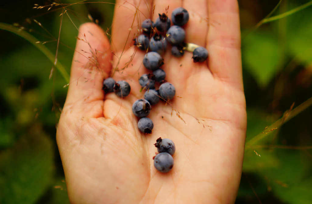 Wild Berries and benefits they bring