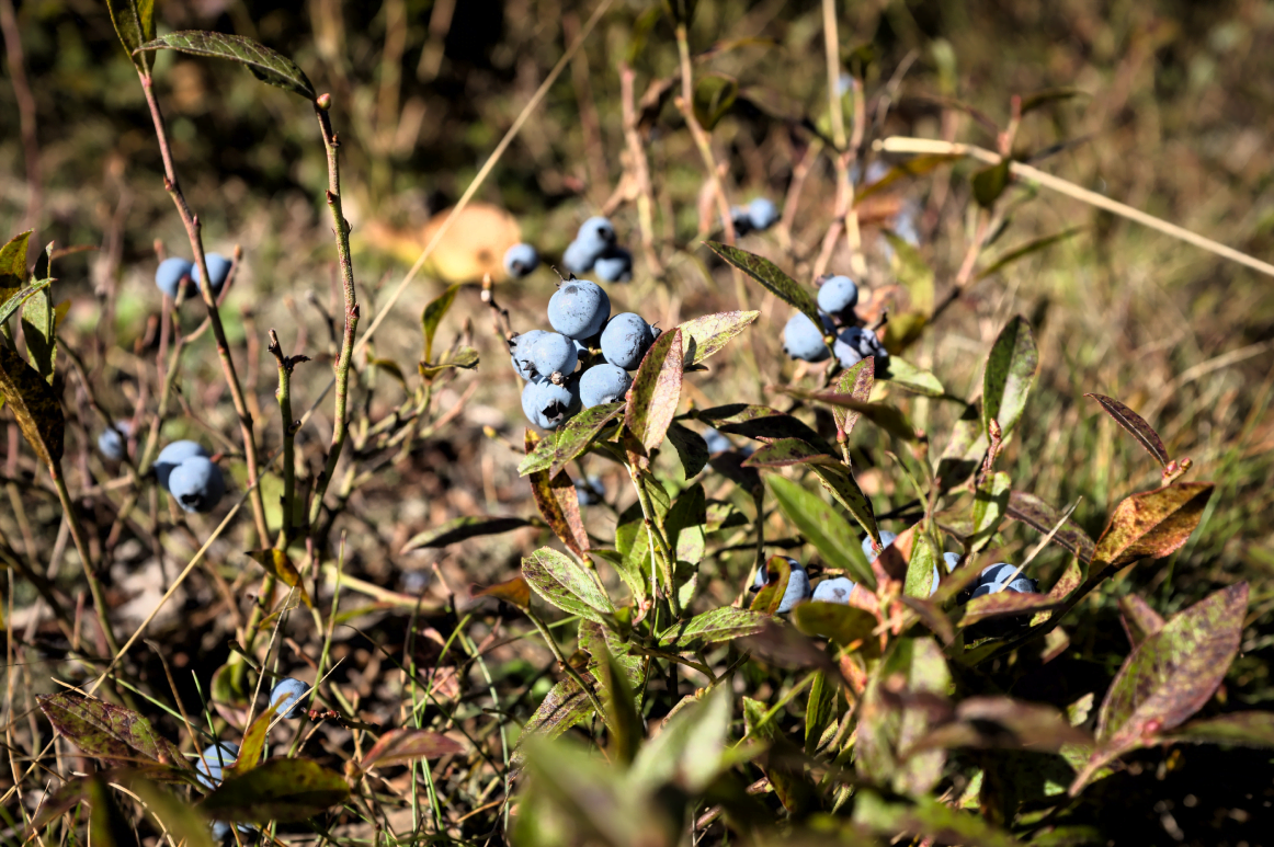 wild blueberries benefits vimergy pura fons 1