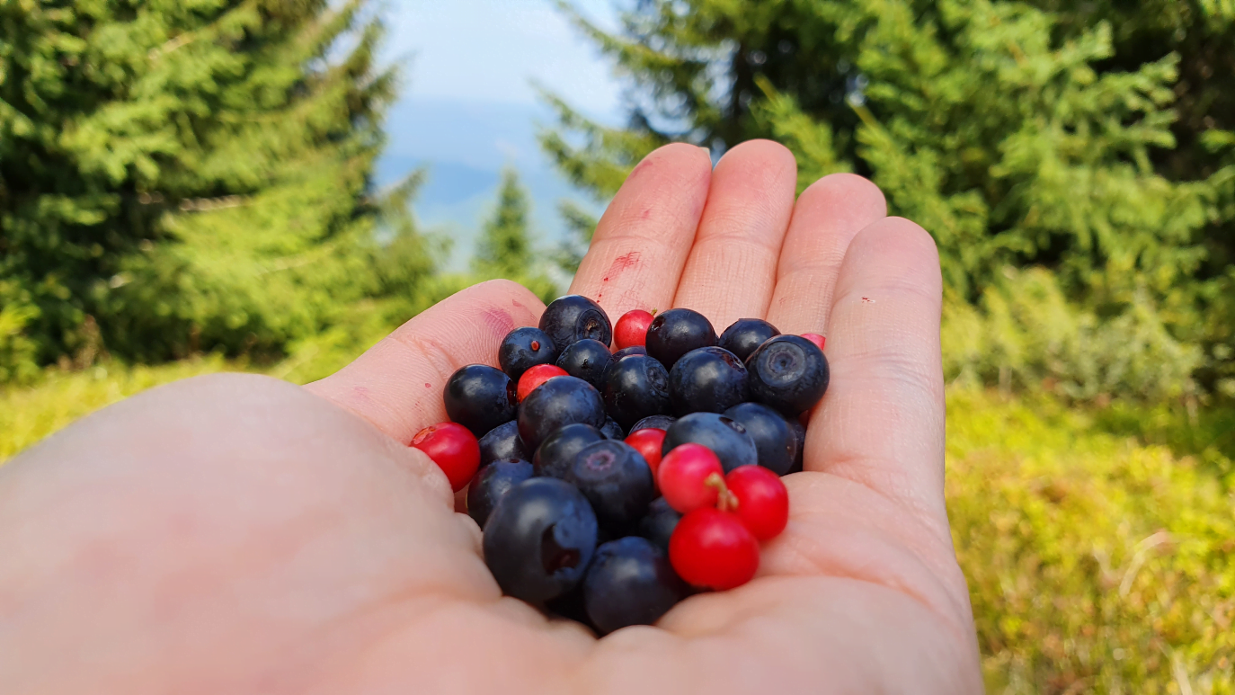 wild blueberries benefits vimergy pura fons 4