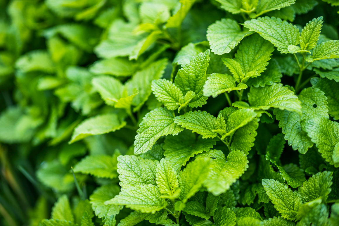 organic lemon balm vimergy purafons 4