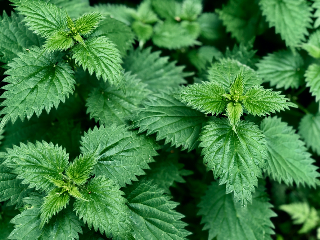 Nettle  Memorial Sloan Kettering Cancer Center