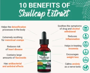 Discover the relaxing benefits of Skullcap