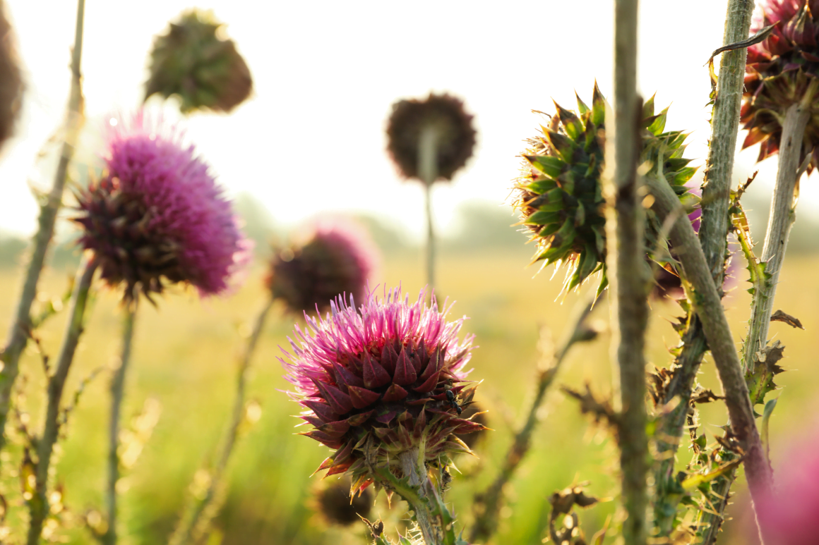 benefits burdock root pura fons