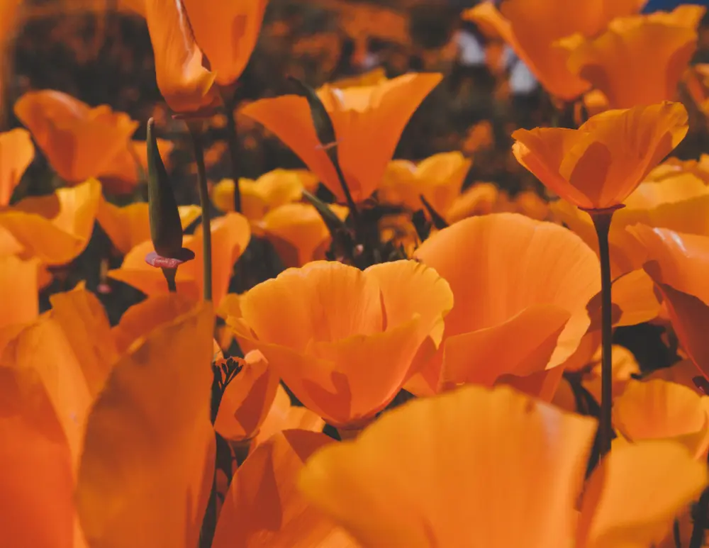 benefits california poppy pura fons