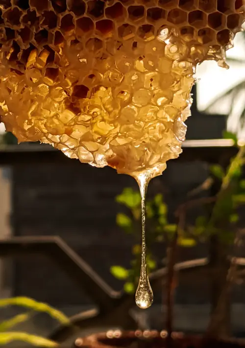 organic honey with propolis