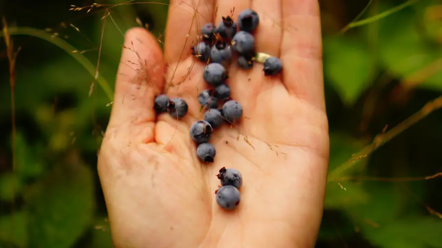 organic wild blueberry