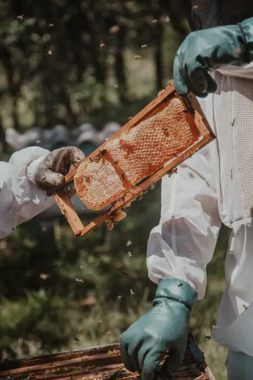 organic wild honey