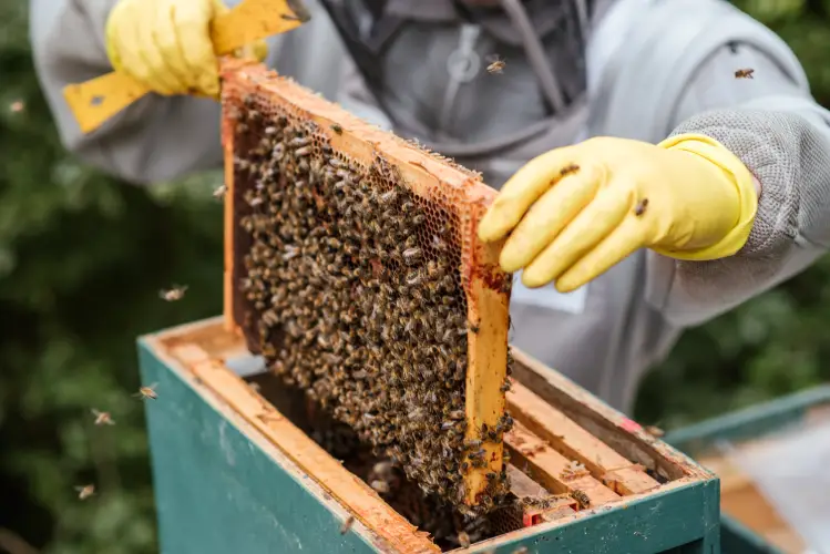 organic honey beehives