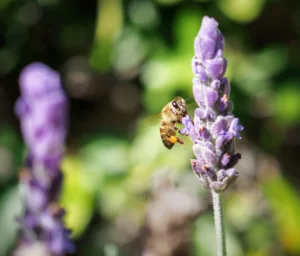 Lavender honey is a delightful blend of organic honey and fragrant lavender.