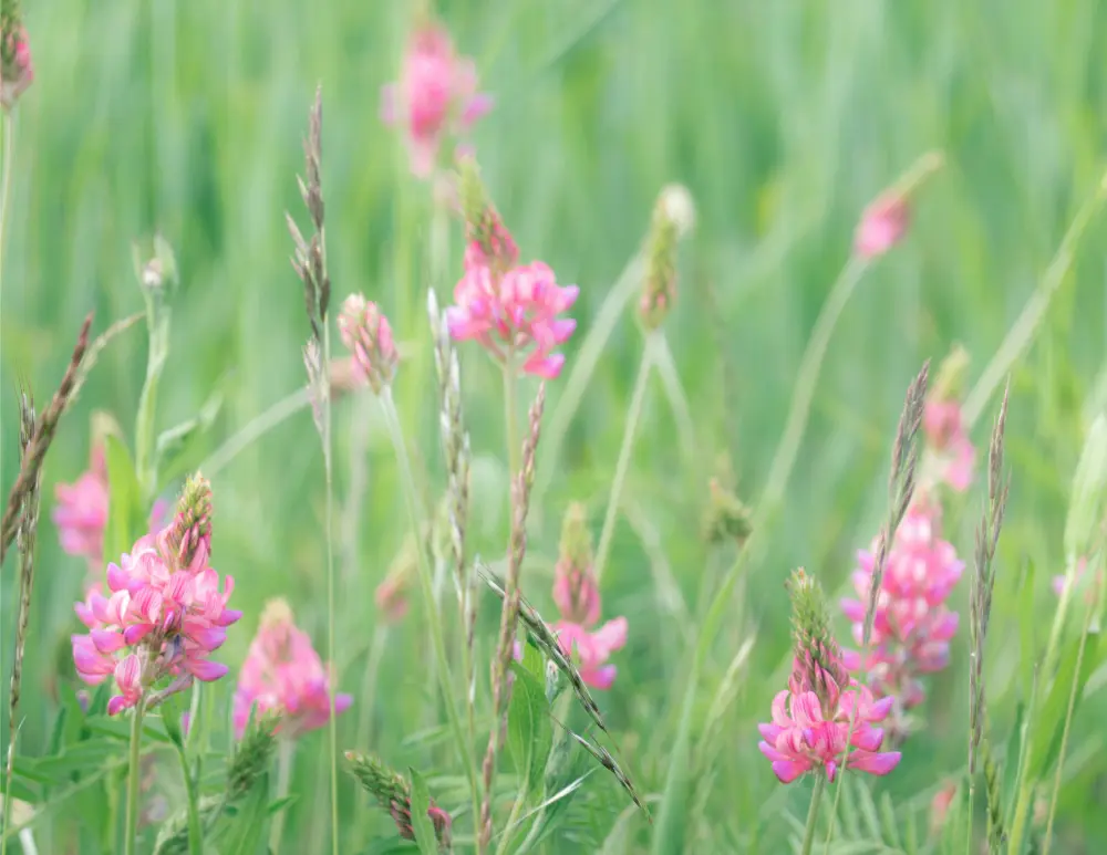 The Potential of Astragalus in Cancer Treatment